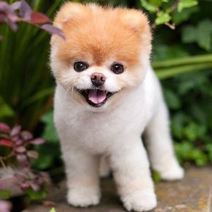 Meet your Posher, Arlene